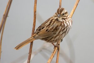 Song Sparrow in Chicago