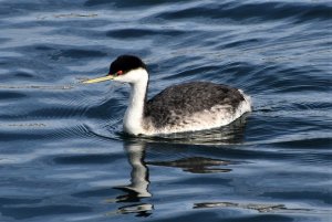 Western Grebe