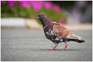 Just a pigeon