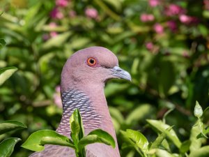 Picazuro Pigeon