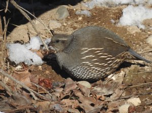 DSCN6477.JPG Immature hen Ca. Quail