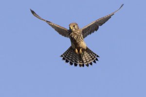 0200 Kestrel.jpg