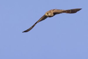 0202 Kestrel.jpg