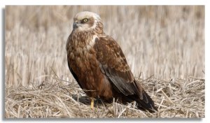 Marsh harrier