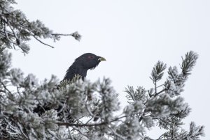 Capercaillie