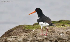 Oystercatcher 3342.jpg