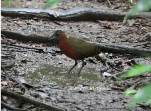 Grey-throated Rail