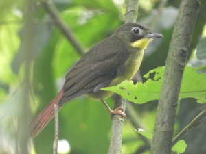 Red-tailed Bristlebill