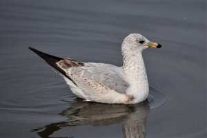 Ring-billed Gull