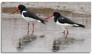 Eurasian Oystercatcher