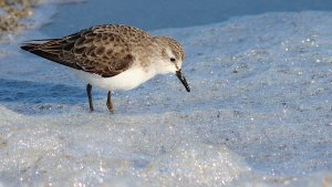 little stint