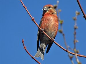 IMG_5131 (2).JPG Male Red Crossbill