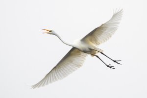 Great Egret in Flight