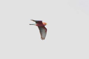 Broad Billed Roller