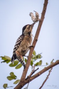 Freckle-breasted woodpecker eating