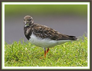 Turnstone