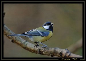 Great Tit