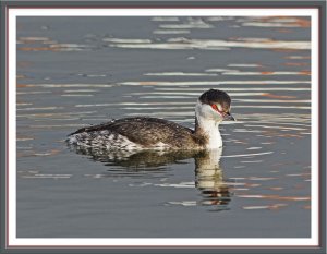 Slavonian grebe