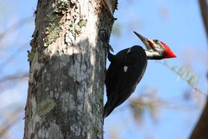 Pileated Woodpecker