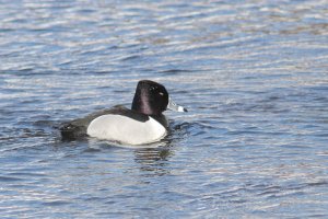 Ring-billed Duck