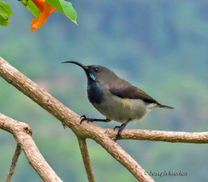 Seychelles Sunbird