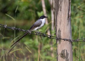 Southern Fork-tailed Flycatcher