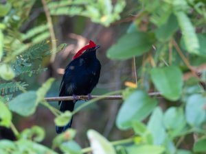 Helmeted Manakin (male)