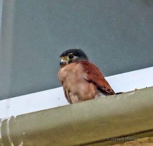 Seychelles Kestrel