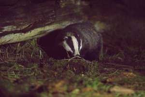 Badger.