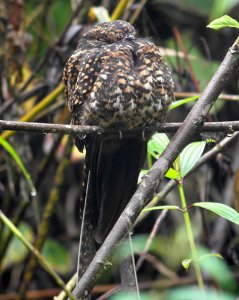 Swallow-tailed Nightjar