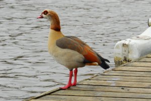 Egyptian Goose