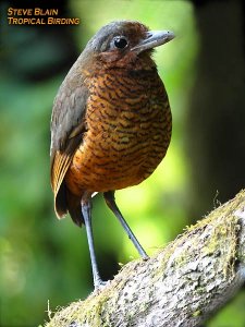 Giant Antpitta