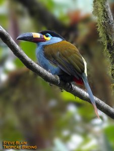 Plate-billed Mountain-Toucan