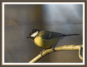 Great tit