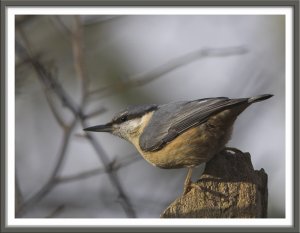 Scruffy Fellow