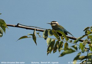 White-throated Bee-eater