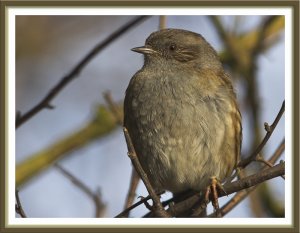 Dunnock