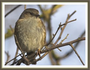 Dunnock (2).... with Tail!