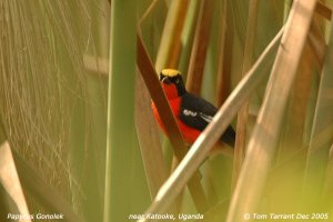 Papyrus Gonolek