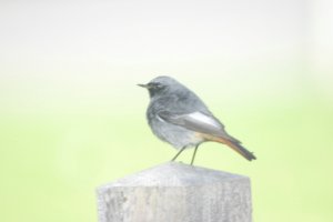 Male Black Redstart.