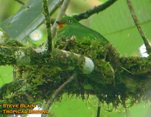 Fiery-throated Fruiteater on a nest