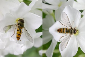 Marmalade Hoverfly