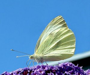 Small White