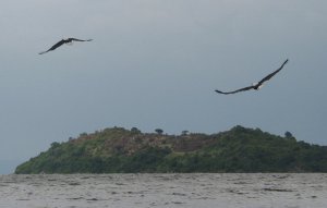 African Fish Eagles