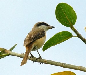 Brown Shrike