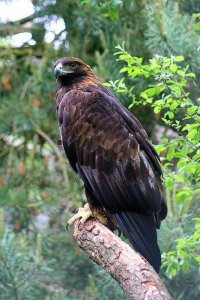 Golden Eagle