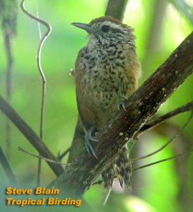 Speckle-breasted Wren