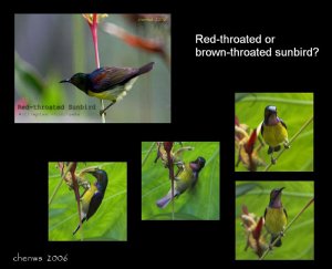 Brown-throated Sunbird2