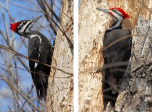 Pileated Woodpeckers