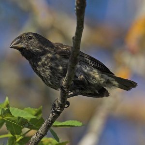 Medium Ground Finch